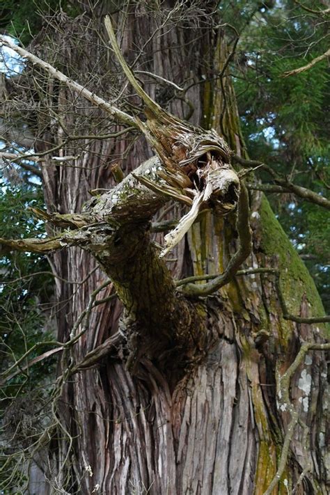 木 龍|樹齢800年以上の御神木に現れたのは「龍」！初詣を。